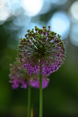 flower of a Allium