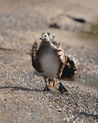 Long tailed Duck female walking on beach