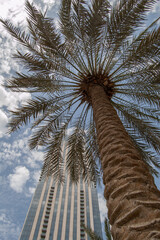 tall building view through the foliage