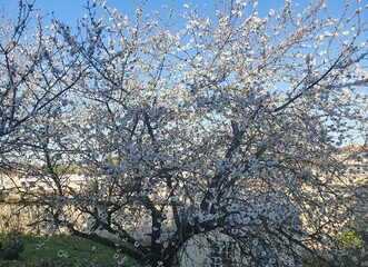 Cherry tree blossom