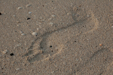 Fototapeta na wymiar footprint in the sand on the beach