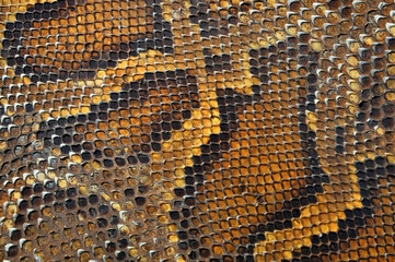 Close-up of boa skin texture pattern