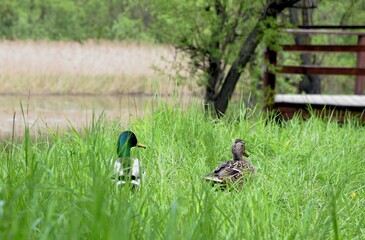 Couple Ducks resting in the grass on a sunny summer day