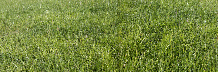  image of grass in the garden close-up