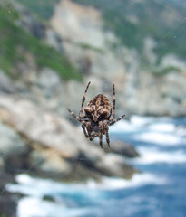 Araneus angulatus spider