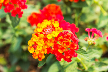 Beautiful Colorful Hedge Flower, Weeping Lantana, Lantana camara Linn