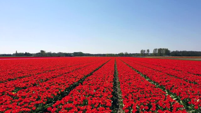 Aerial view of tulip bulb-fields in springtime, Holland, the Netherlands