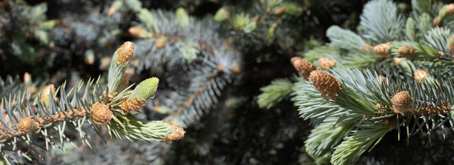  image of a conifer in a forest closeup