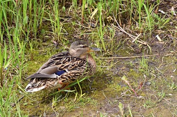 Gray Mallard resting on the shore of the pond. Warm summer day