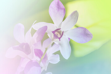  orchid a color adjustment in soft style for background