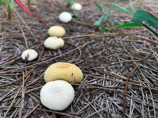 White mushrooms that grew up with brown soil and beautiful nature.