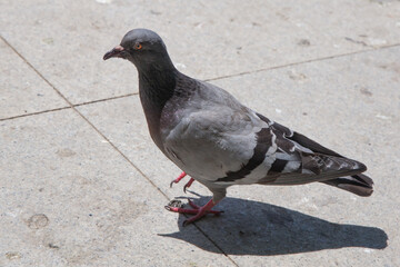 Pigeon walking on paving stones in the city . One dove stand up on marble wall . Feral pigeons,...