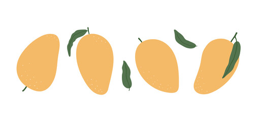 Trendy hand drawn mango set isolated on white background. Vector tropical fruit. Simple vegetarian healthy food vector illustration. Fresh juicy mango, summer icon