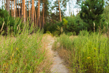 Ragweed bushes. Ambrosia artemisiifolia causing allergy summer and autumn. ambrosia is a dangerous...