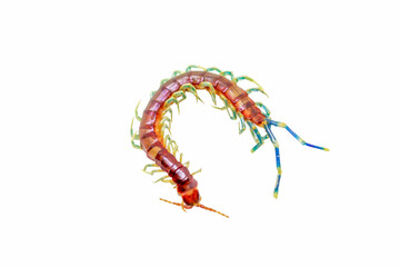 Giant centipede isolate background with clipping path