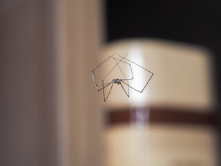 Scary spider web background. Cobweb background with spider.