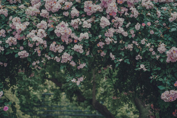 The rose garden in the city is blooming