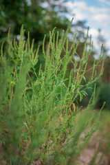 Ragweed bushes. Ambrosia artemisiifolia causing allergy summer and autumn. ambrosia is a dangerous weed. its pollen causes a strong allergy at the mouth during flowering.