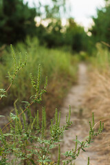Ragweed bushes. Ambrosia artemisiifolia causing allergy summer and autumn. ambrosia is a dangerous weed. its pollen causes a strong allergy at the mouth during flowering.