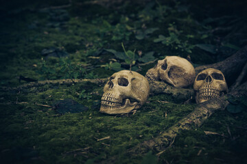 Still Life with human skull  on the roots