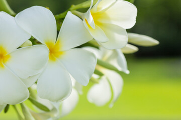 purity of white Plumeria or Frangipani flowers. blossom of tropical tree on natural light background