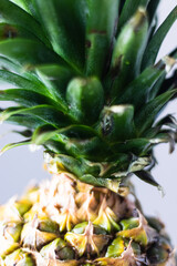 Ripe fresh pineapple closeup with leaves. Tropical