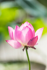 Lotus flower and Lotus flower plants