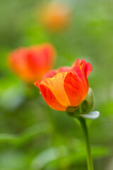 Common purslane flower
