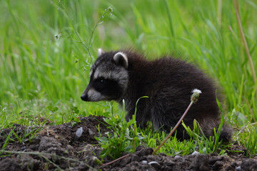 Baby raccoon explores barn yard