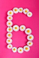 The number 6 is written in white pink flowers on a bright pink background. The number six is written in fresh flowers highlighted on a pink background. Arabic numerals inlaid with daisies