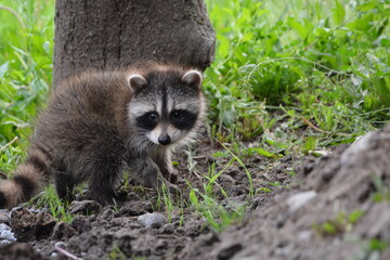 Baby raccoon explores barn yard