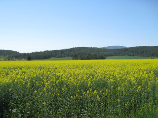 Fototapeta premium Rapsfeld