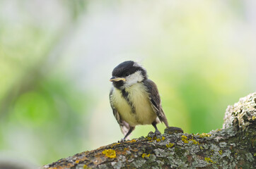 Obraz na płótnie Canvas A yellow-throated chick of a great tit has flown out of the nest and is sitting on a branch. Observation of birds that live near a person