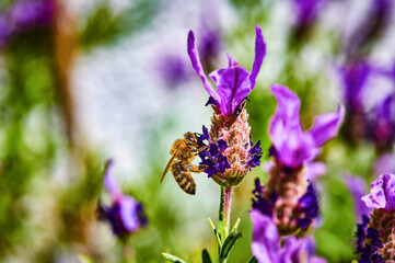 Bee (Apis) on lavender (Lavandula angustifolia) at a wild herb meadow.