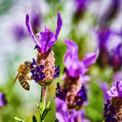 Bee (Apis) on lavender (Lavandula angustifolia) at a wild herb meadow.