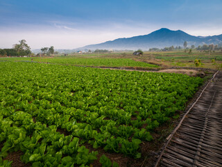 Vegetable Beds in The Fields behind The Mountain