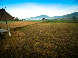 Vegetable Beds in The Fields behind The Mountain