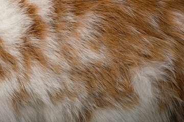 Brown rabbit fur texture and animal skin background
