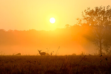 Family Sunset Deer at Thung Kraang Chaiyaphum Province, Thailand