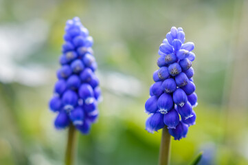 Beautiful blue purple Grape Hyacinth blooming close up