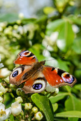 Beautiful Peacock Butterfly on white flowers close up 