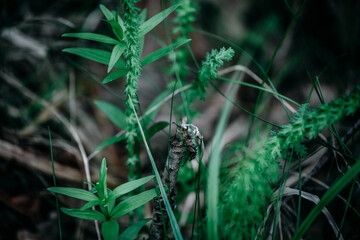 A may bug climbed up on a broken branch of a shrub.