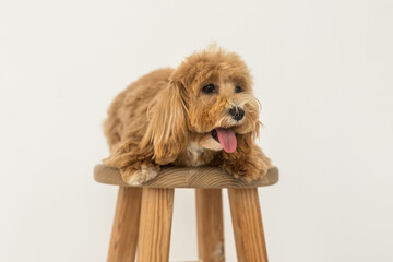 Toy poodle lying on wood chair and show tongue in camera