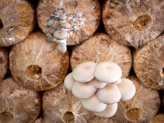 Indian Oyster Mushroom Nursery Arranging on The Factory