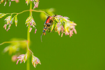 little beetle on a plant in nature