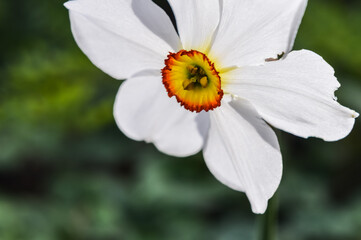 Beautiful narcissus poeticus flower close up - Pheasants Eye Daffodil