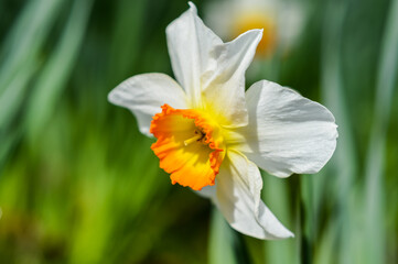 Beautiful narcissus poeticus with short bright orange and yellow corona