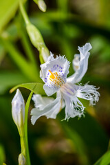 Beautiful white iris japonica flower close up