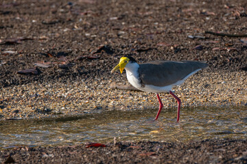【オーストラリア】餌を探すズグロトサカゲリ