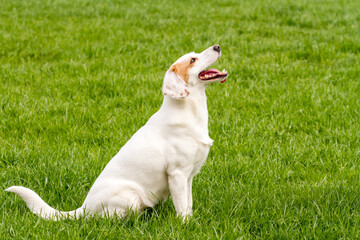 Funny white non-pedigree dog with protruding tongue sitting on the green grass
